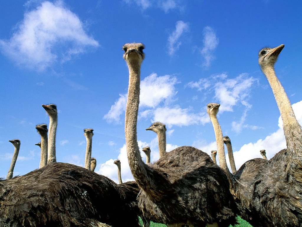 Heads Up, Ostrich Herd